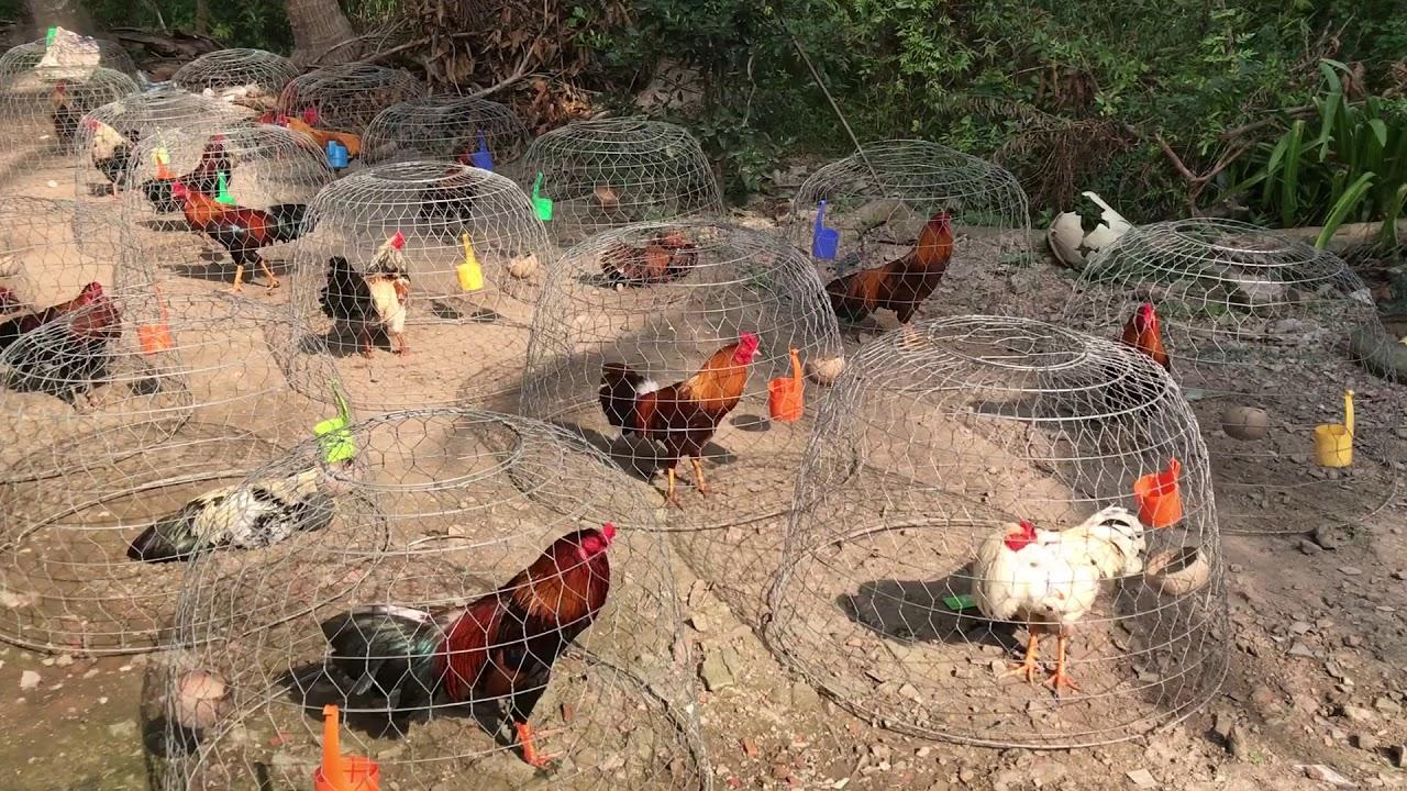 Chia Sẻ Cách Nuôi Gà Đá Cựa Sắt Đúng Phương Pháp – Hiệu Quả Cao