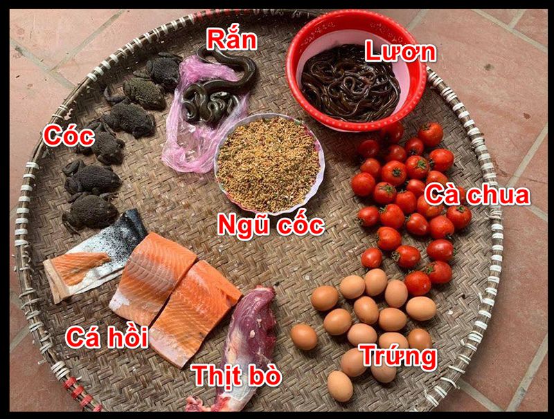 Gà Cựa Nhật Nguyệt Tốt Hay Xấu? Làm Thế Nào Để Nhận Biết? Có Nên Nuôi Gà Cựa Nhật Nguyệt Không?