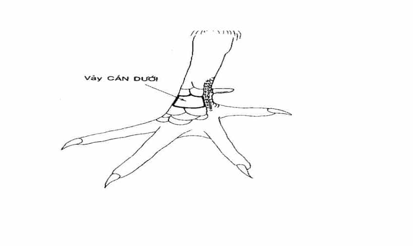 Vảy Gà Vấn Cán Khi Nào Tốt – Khi Nào Xấu? Có Nên Nuôi Gà Có Vảy Vấn Cán Không?