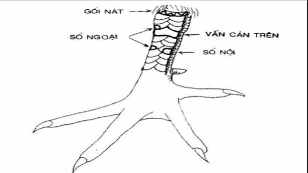 Vảy Gà Vấn Cán Khi Nào Tốt – Khi Nào Xấu? Có Nên Nuôi Gà Có Vảy Vấn Cán Không?