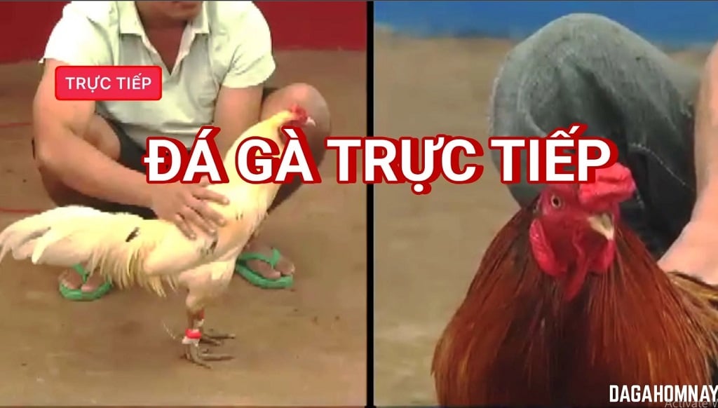 Giới thiệu Đá Gà Campuchia