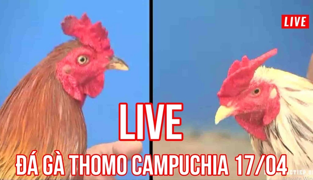 Giới thiệu Đá Gà Campuchia